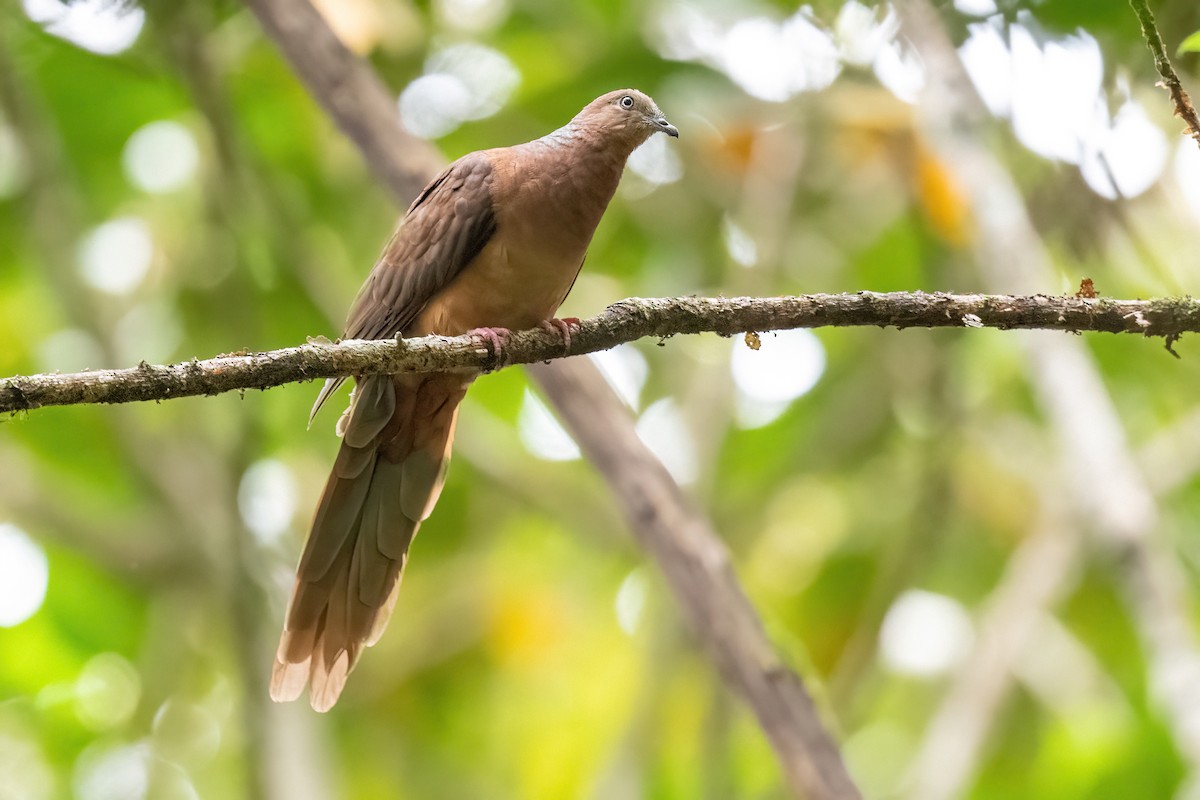 Brown Cuckoo-Dove - ML614192557