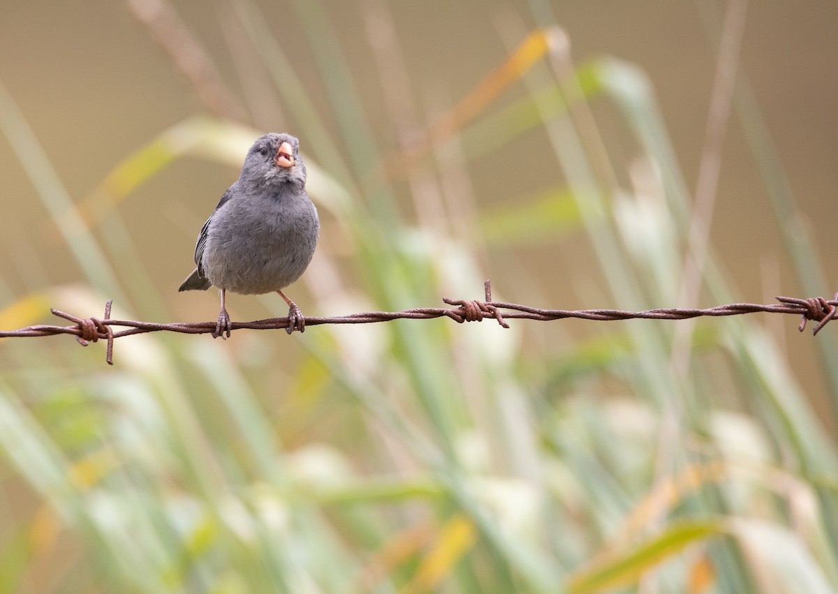 Plain-colored Seedeater - ML614192700