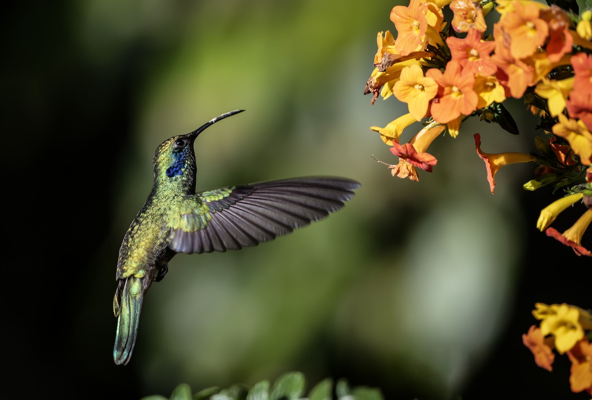 Berg-Veilchenohrkolibri - ML614192723