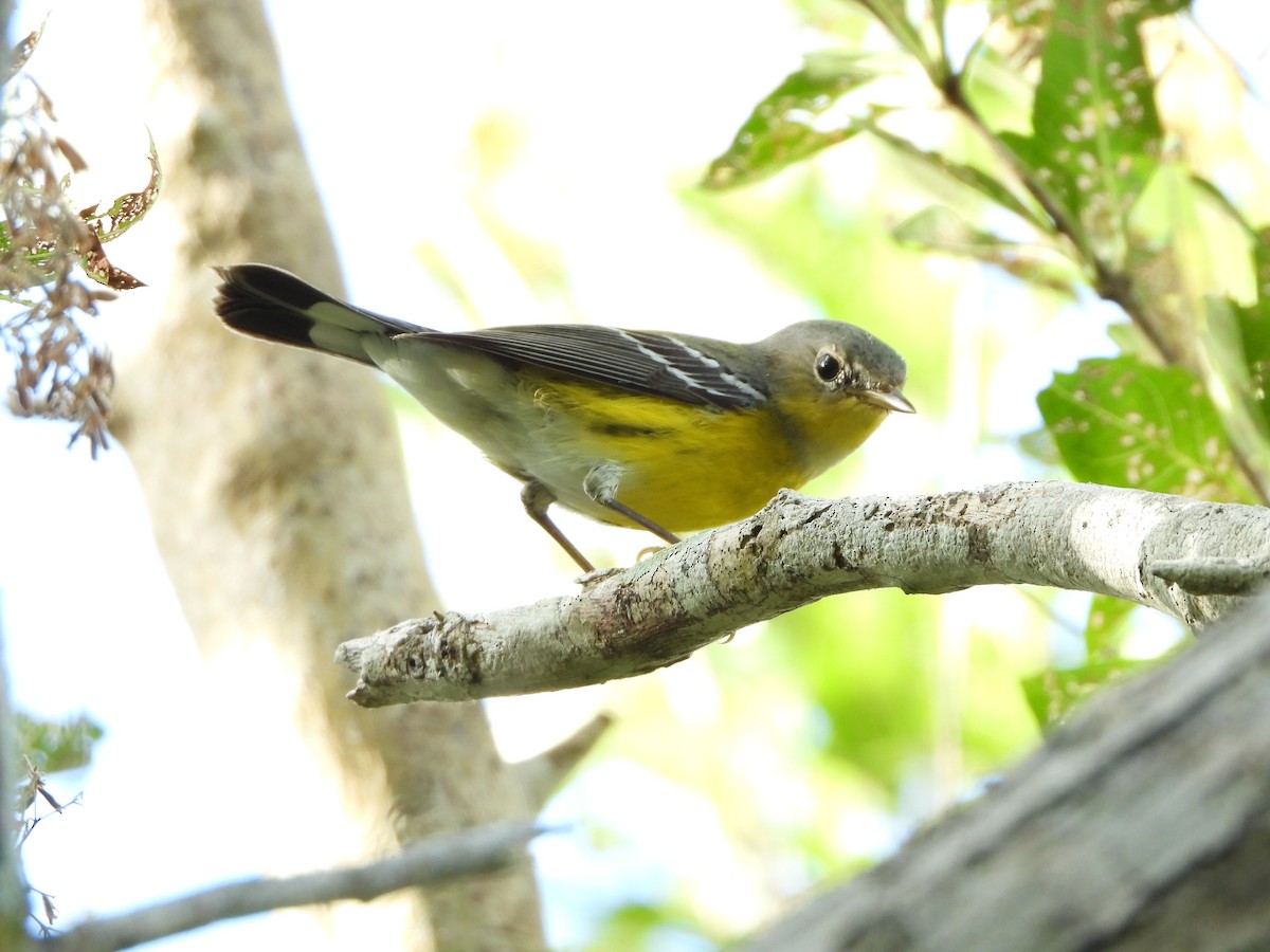 Magnolia Warbler - ML614192776