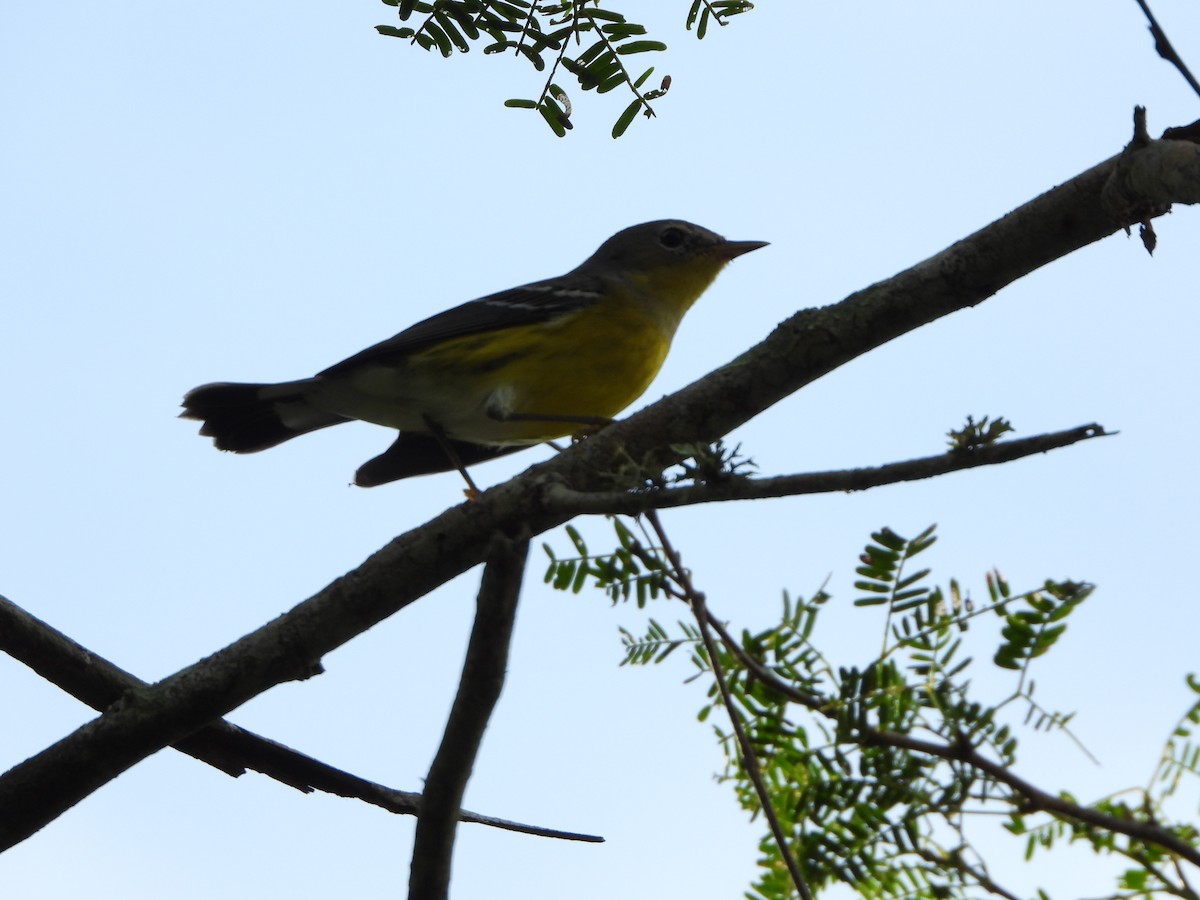 Magnolia Warbler - ML614192778