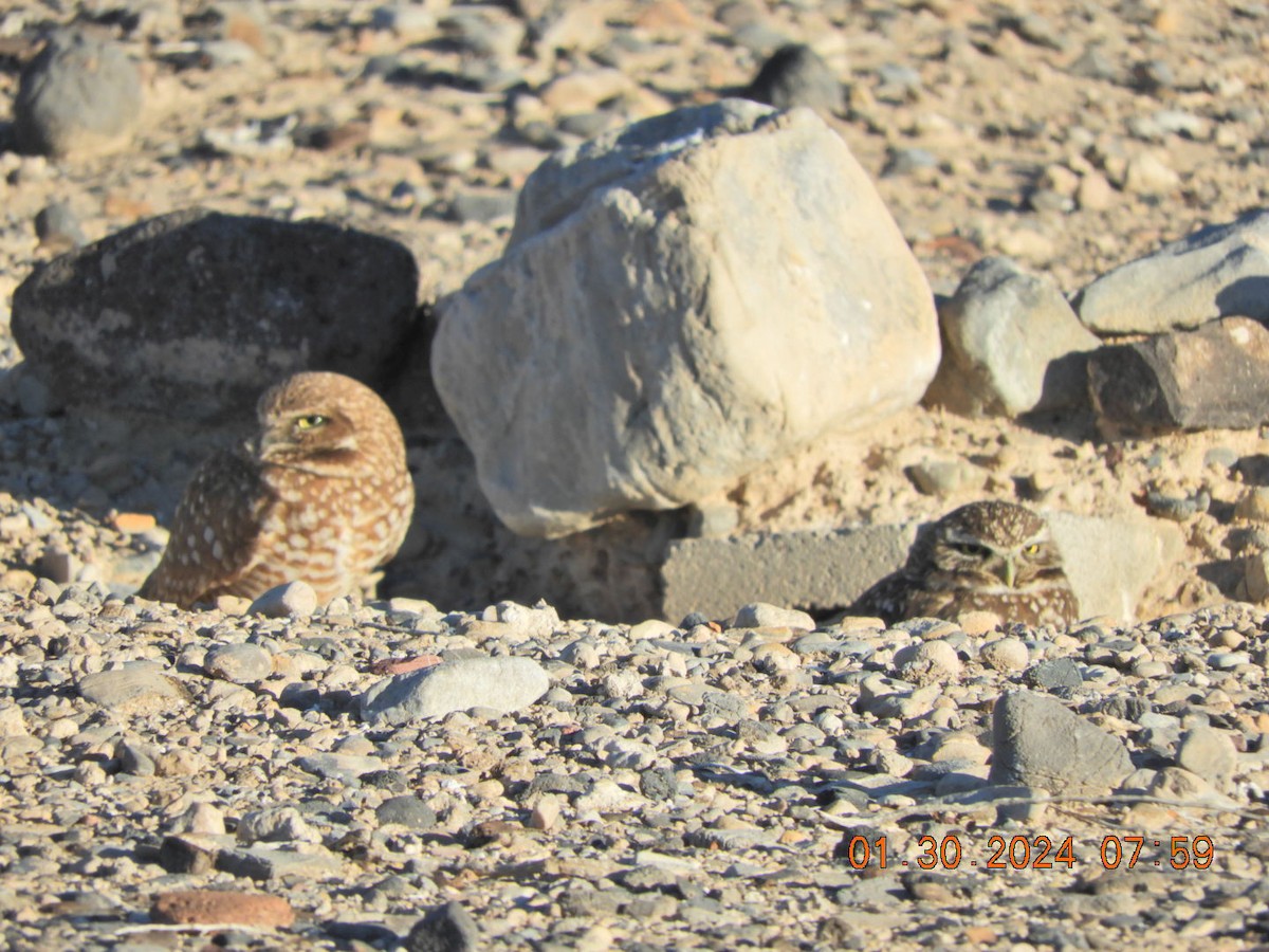 Burrowing Owl - Charles  Ritter
