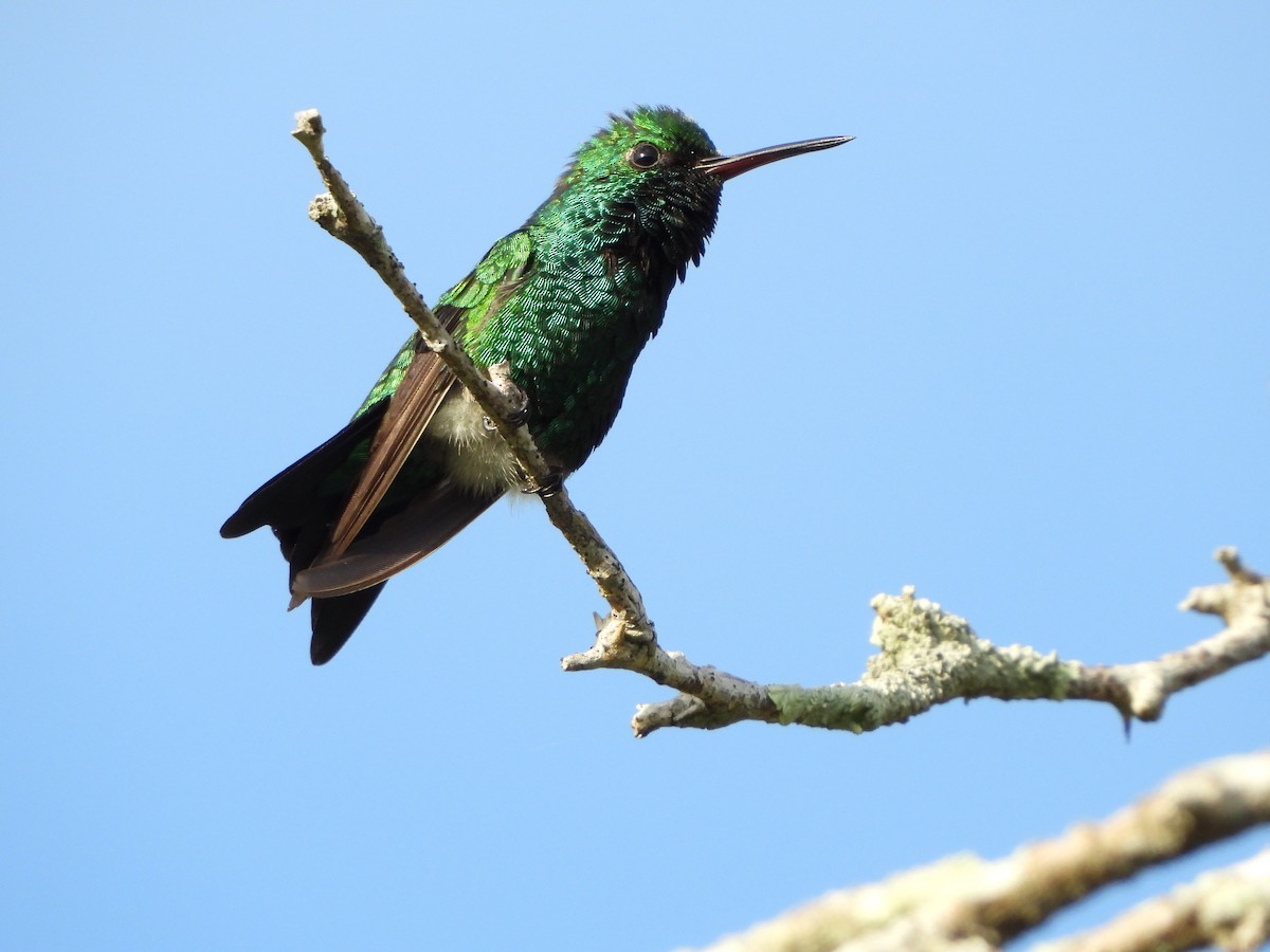 Red-billed Emerald - ML614192861