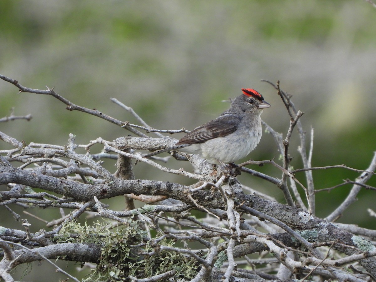 Pileated Finch - ML614192877