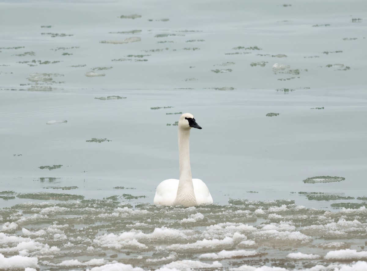 Trumpeter Swan - ML614192907