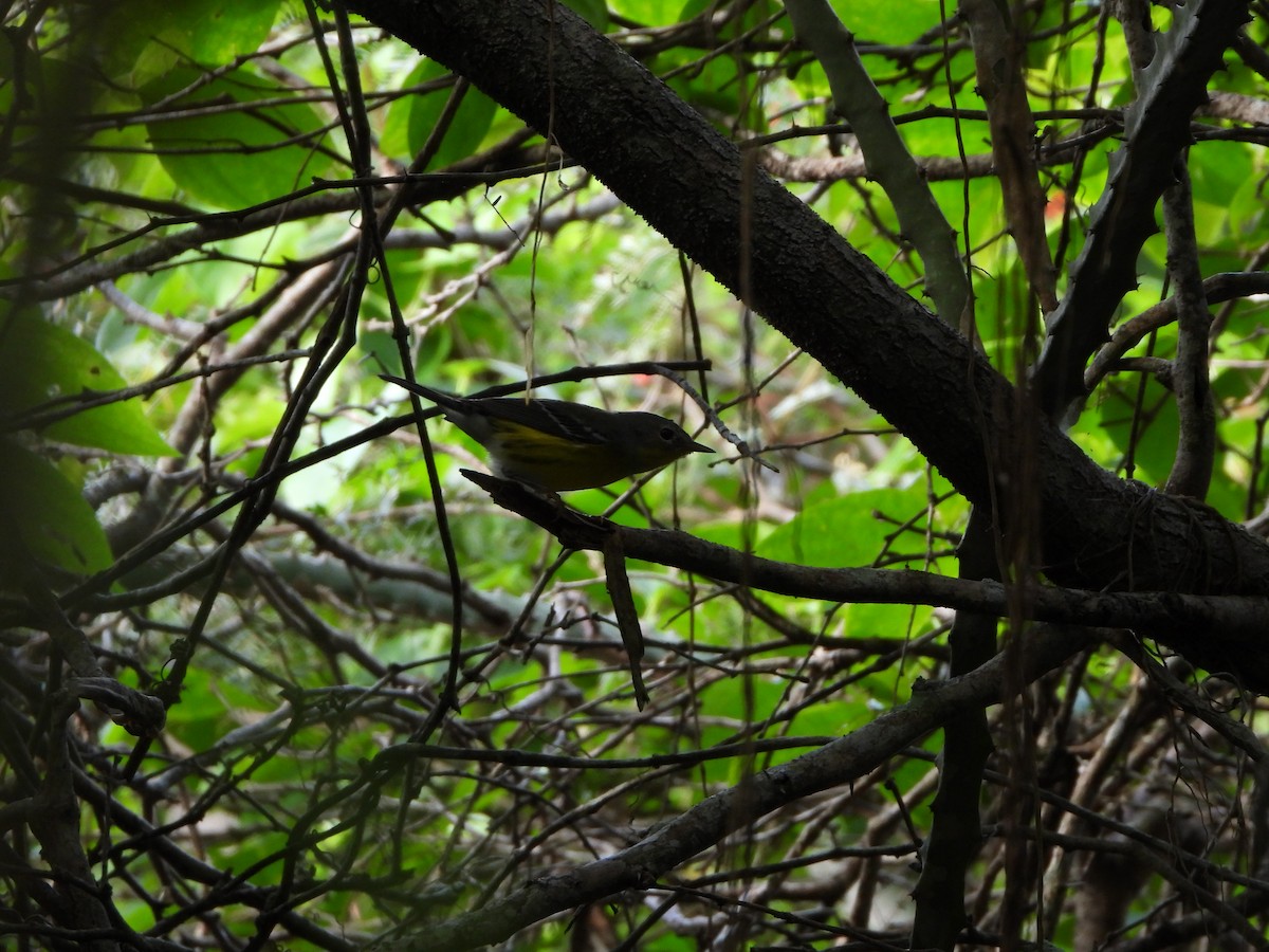 Magnolia Warbler - ML614192912