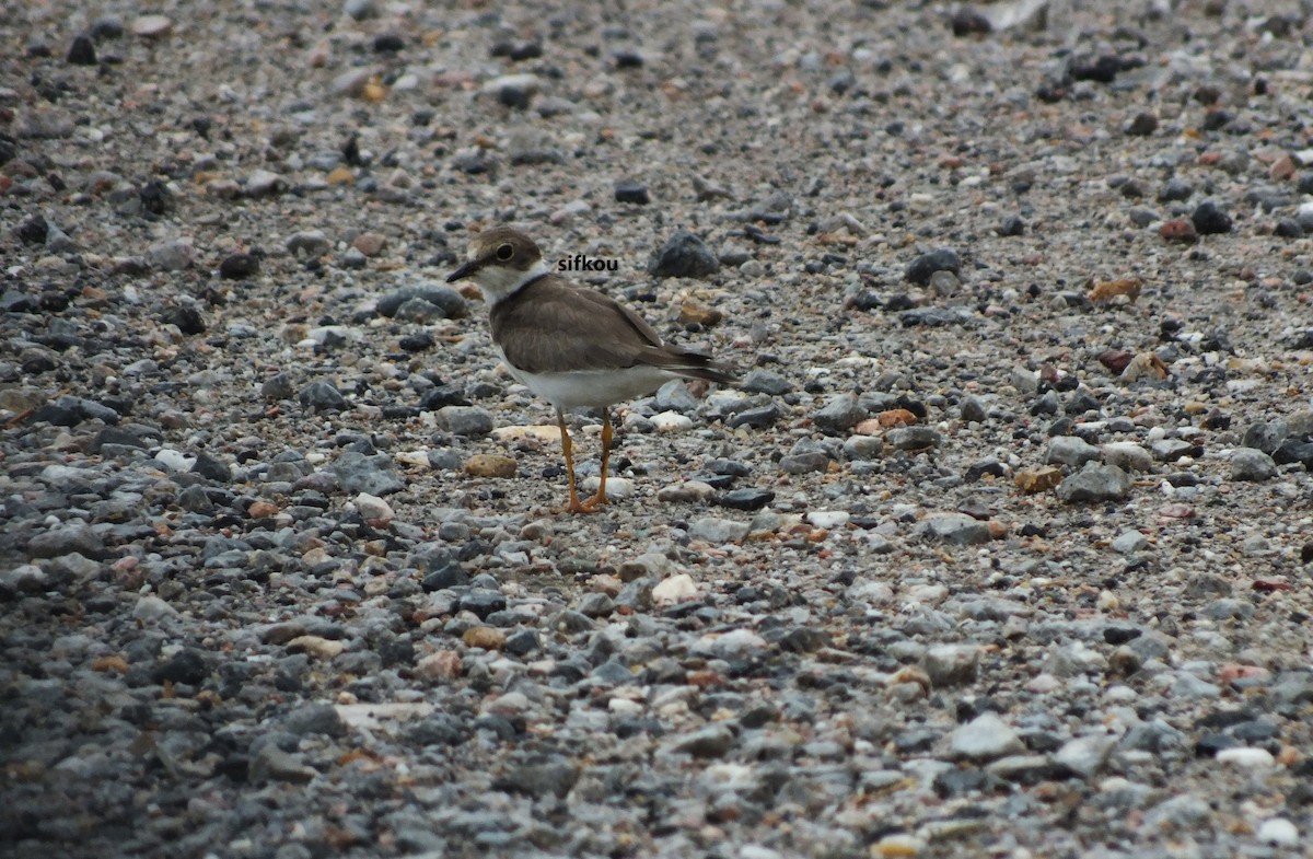 Common Ringed Plover - ML614192961
