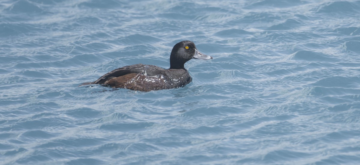 New Zealand Scaup - ML614192973