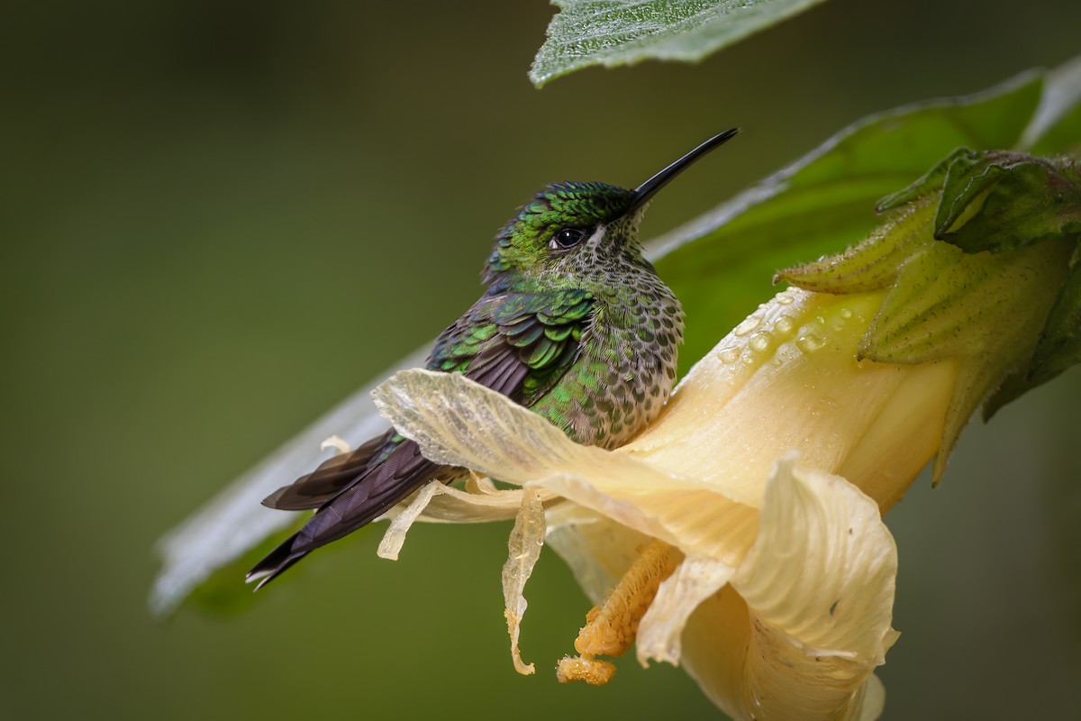 kolibřík subtropický - ML614193034