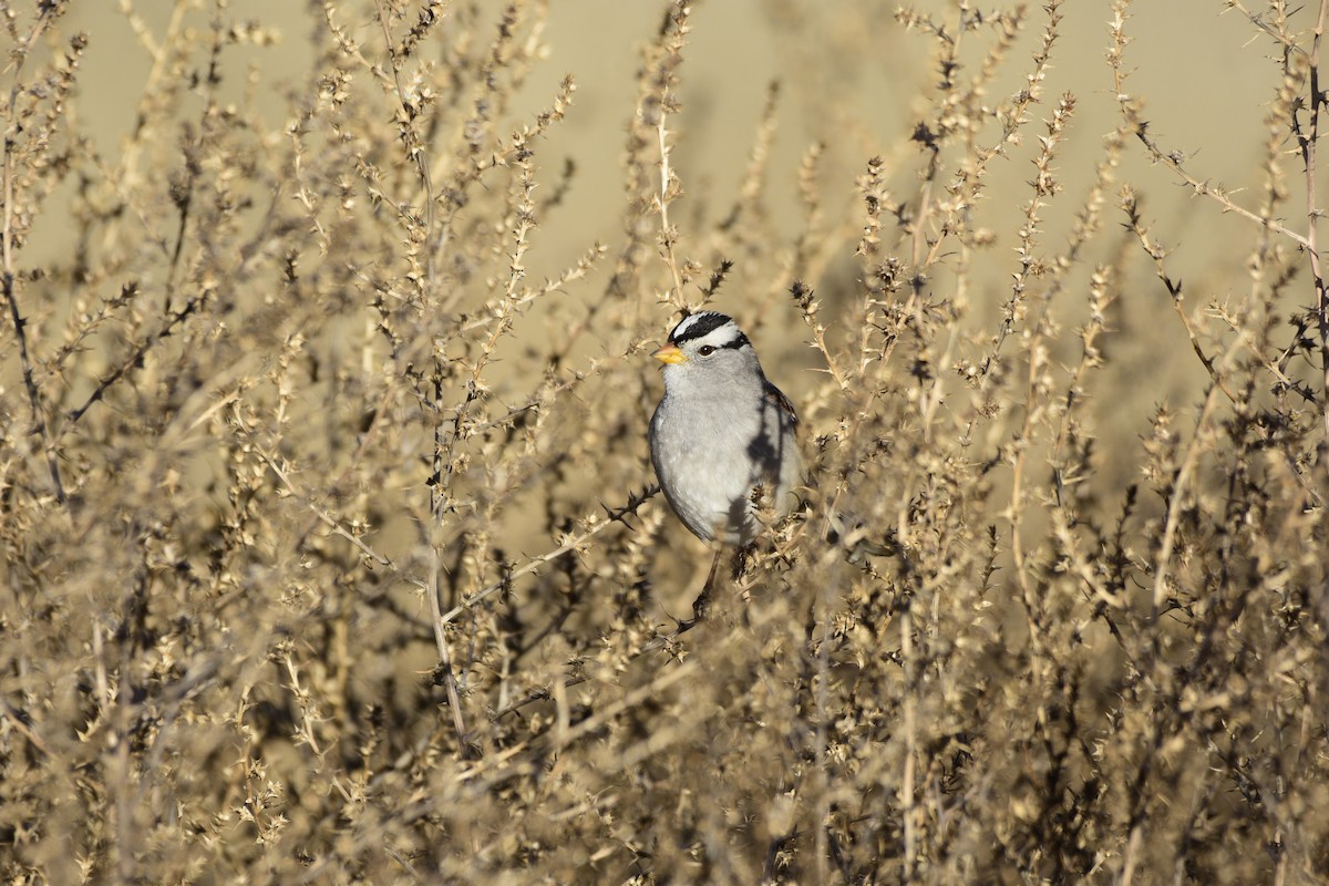White-crowned Sparrow - David de Rivera Tønnessen