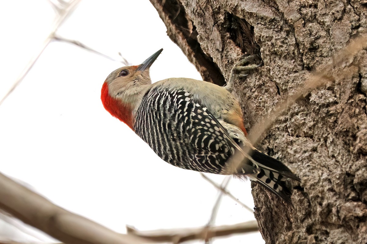 Red-bellied Woodpecker - ML614193055