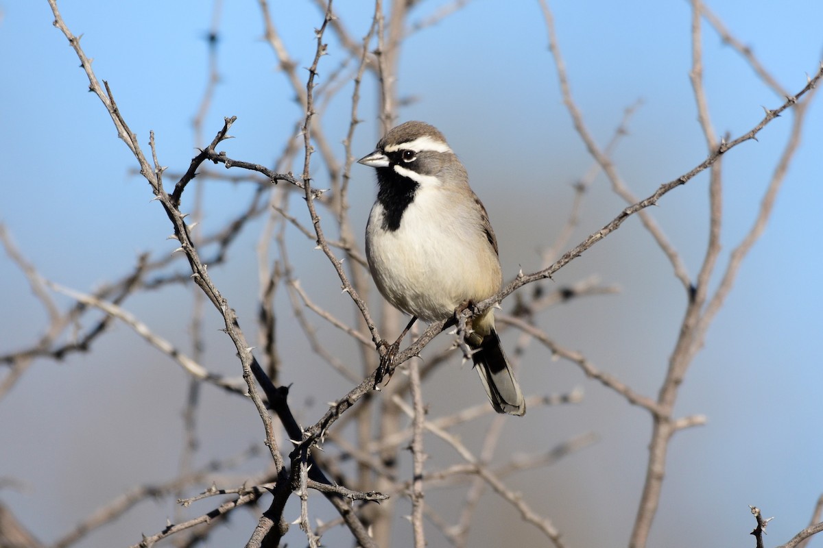Black-throated Sparrow - David de Rivera Tønnessen