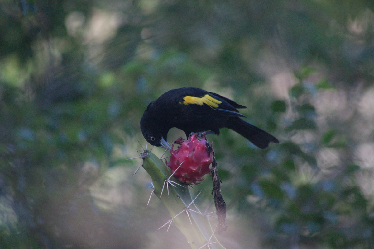 Golden-winged Cacique - ML614193097