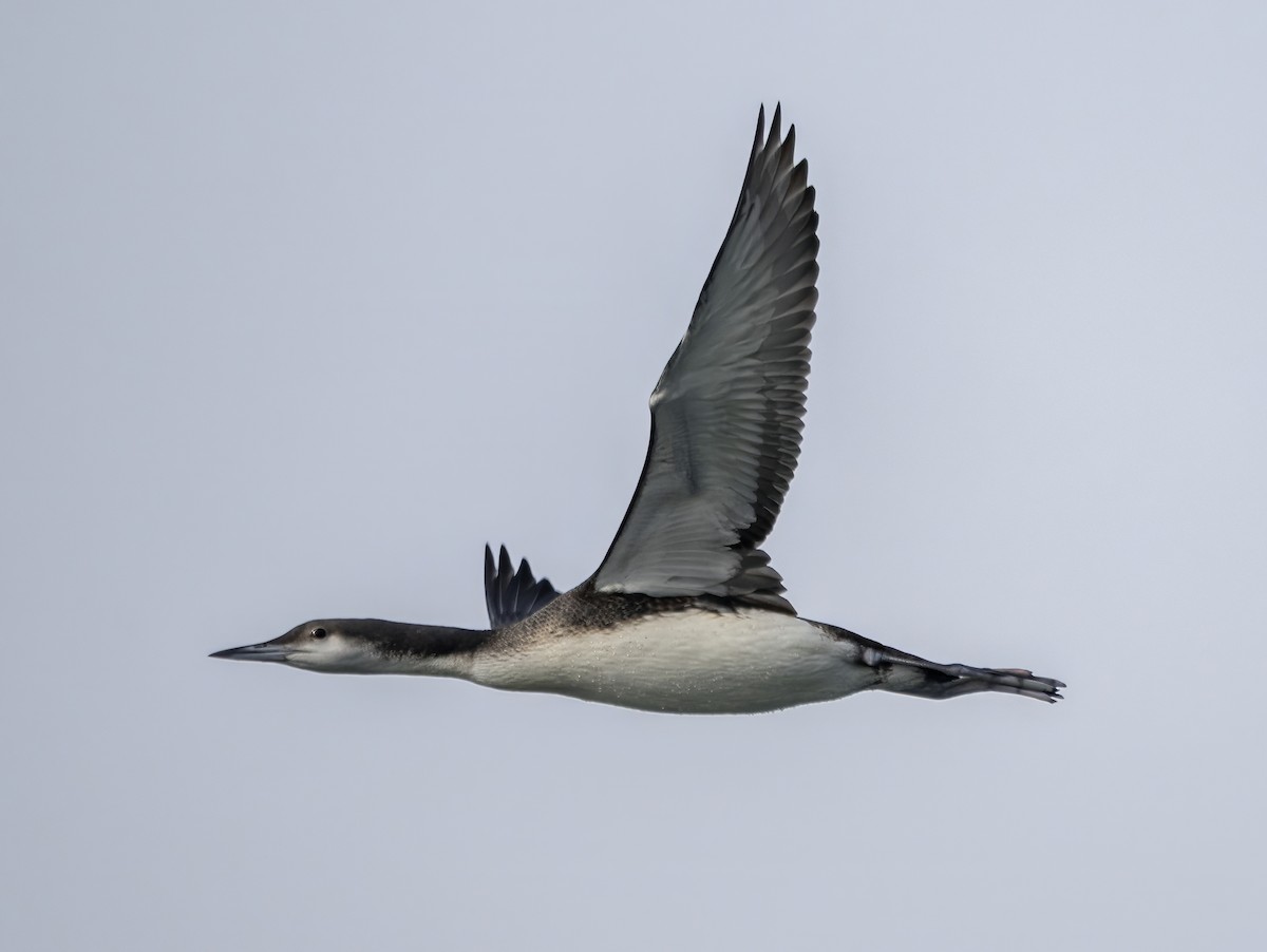 Arctic Loon - ML614193101