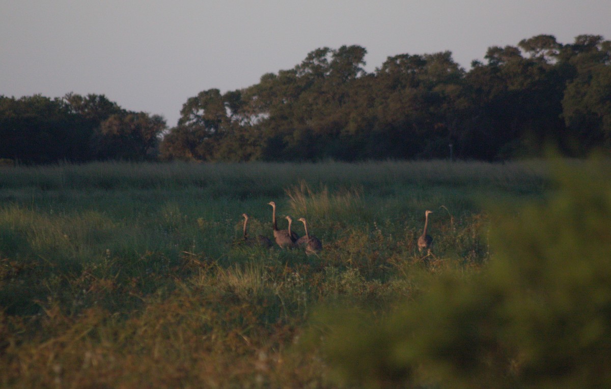 Greater Rhea - ML614193105