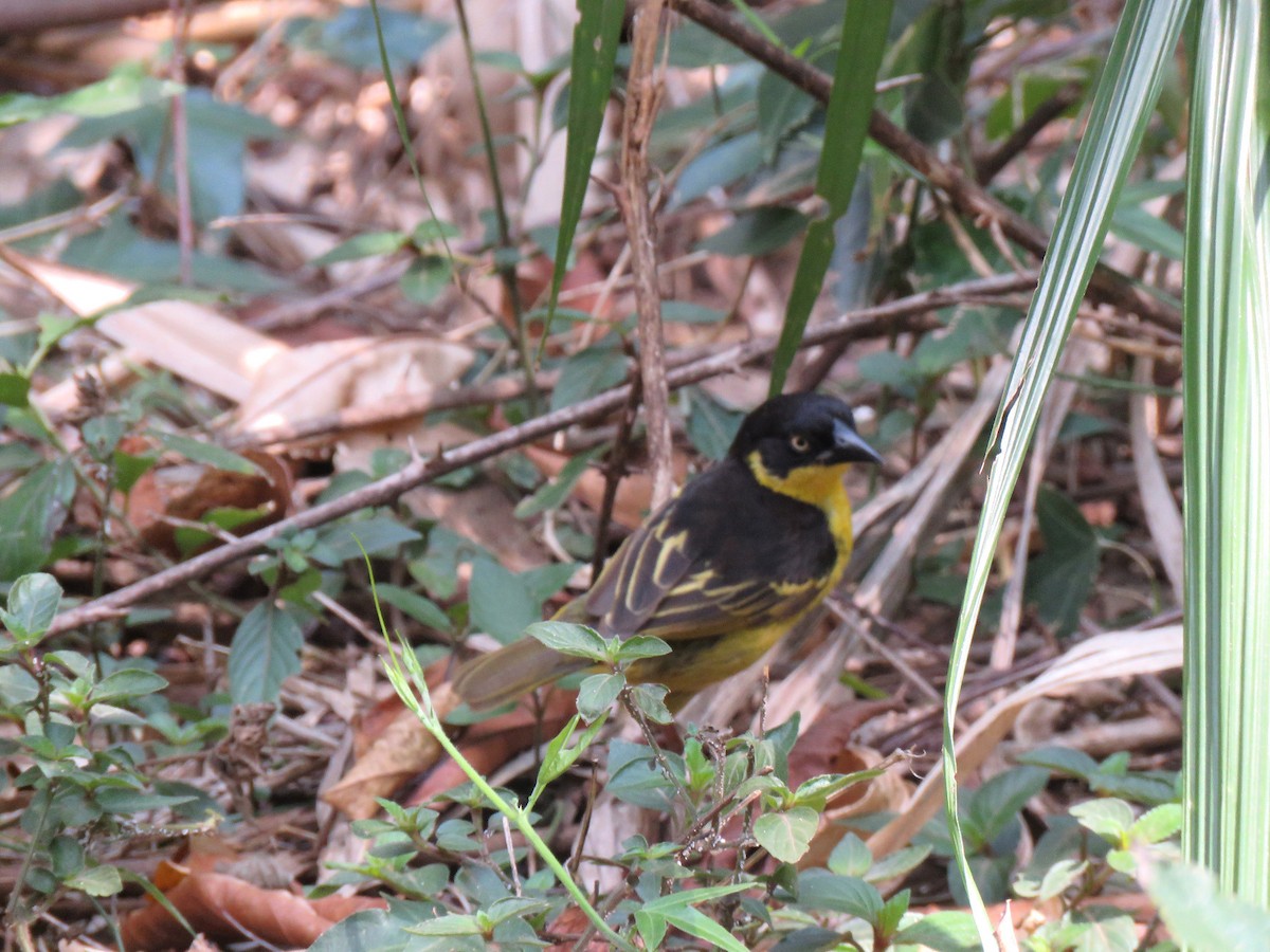 Baglafecht Weaver - ML614193119