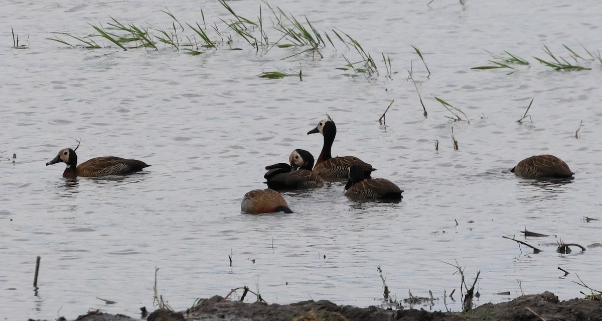 White-faced Whistling-Duck - ML614193327