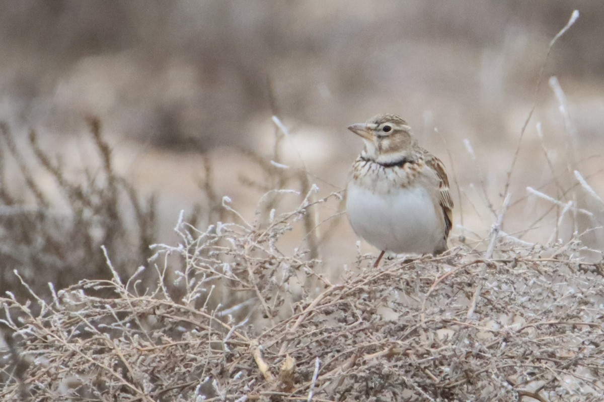 Calandra Lark - Eric Mozas Casamayor