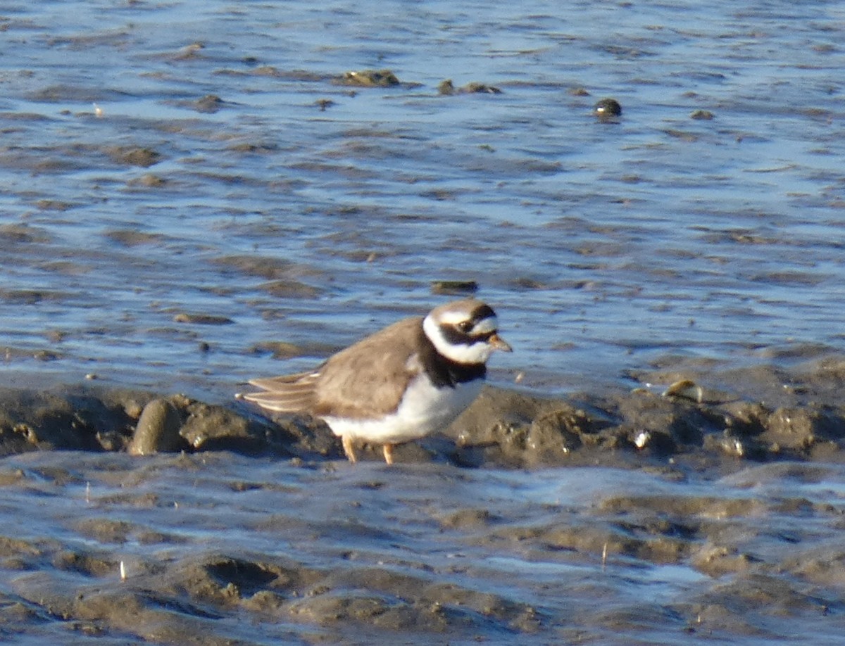 Common Ringed Plover - ML614193394
