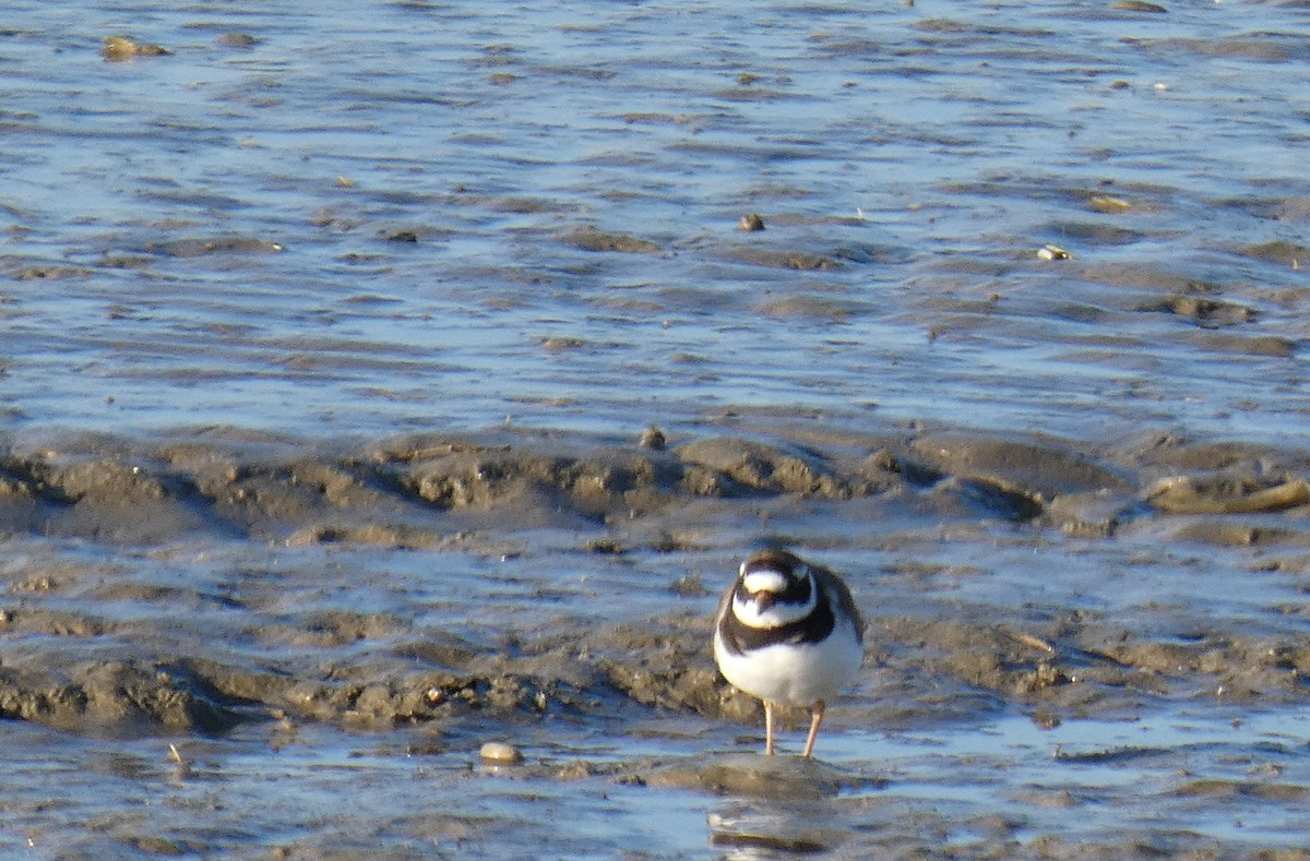 Common Ringed Plover - ML614193395