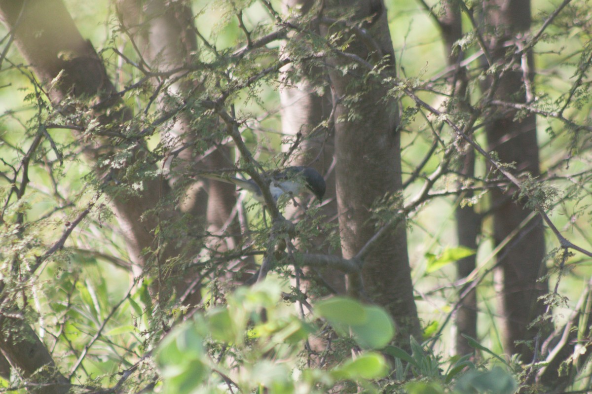 Black-capped Warbling Finch - ML614193427