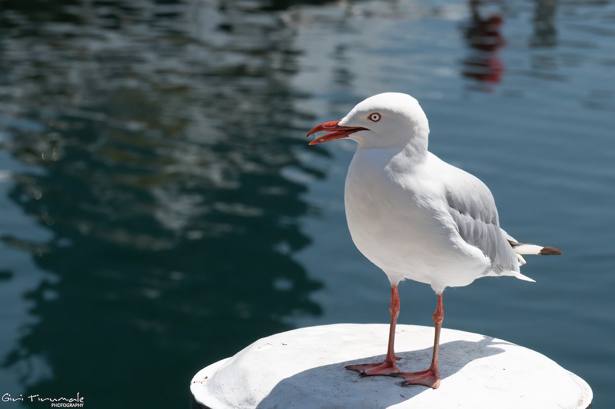 Silver Gull - ML614193444