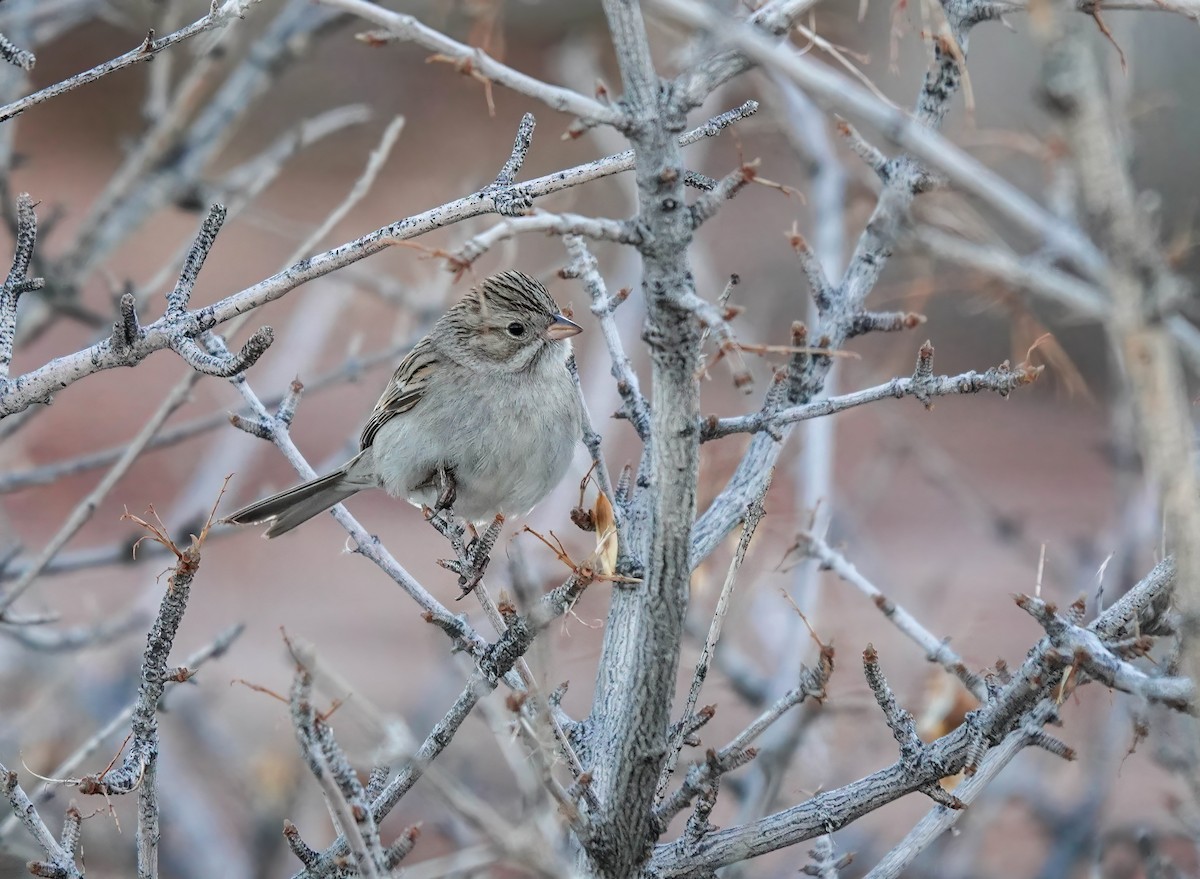 Brewer's Sparrow - ML614193477