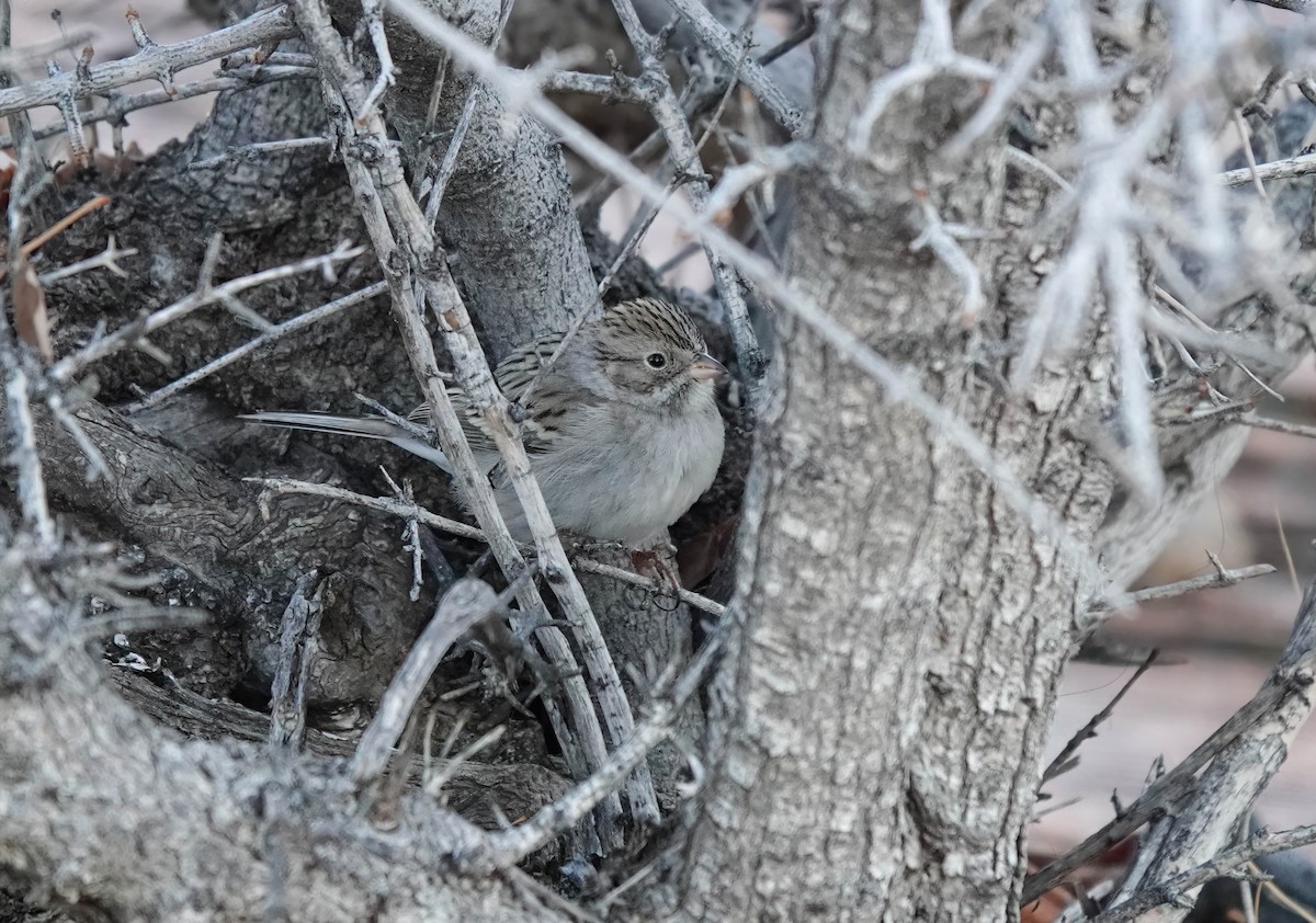 Brewer's Sparrow - ML614193517