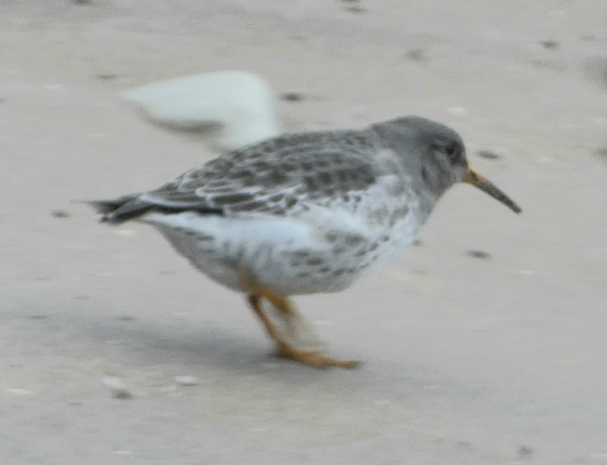 Purple Sandpiper - ML614193537