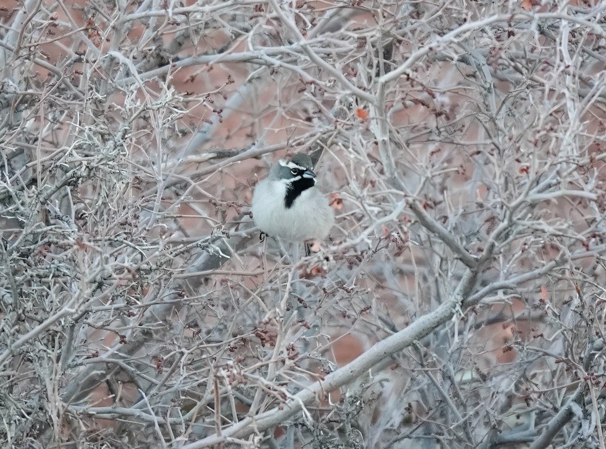 Black-throated Sparrow - ML614193554