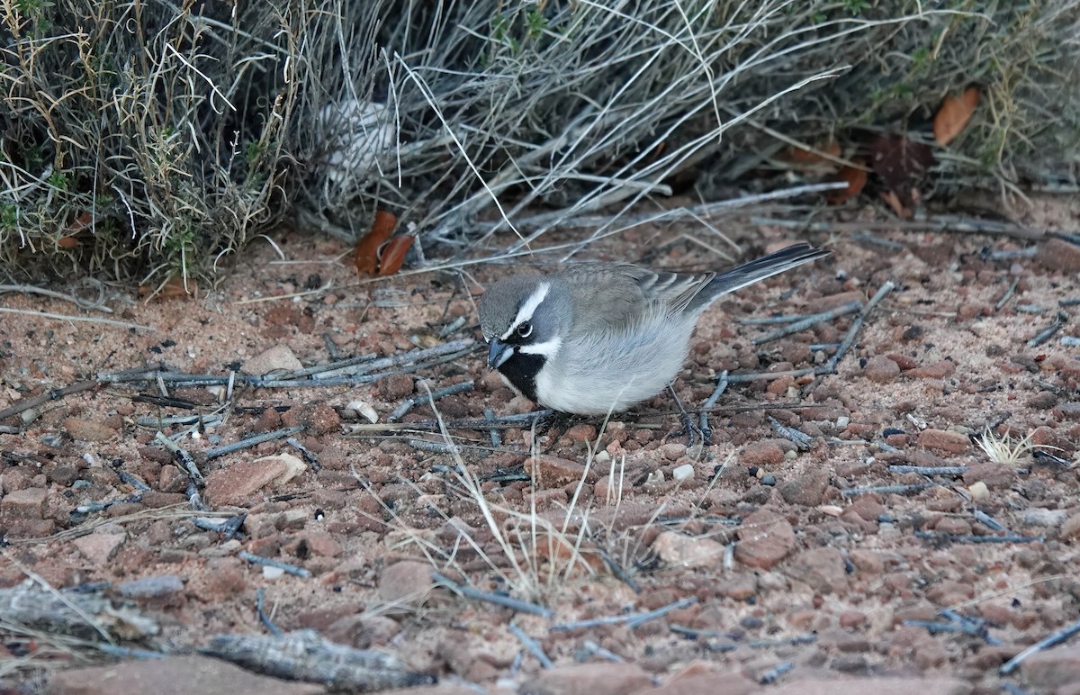 Black-throated Sparrow - ML614193568