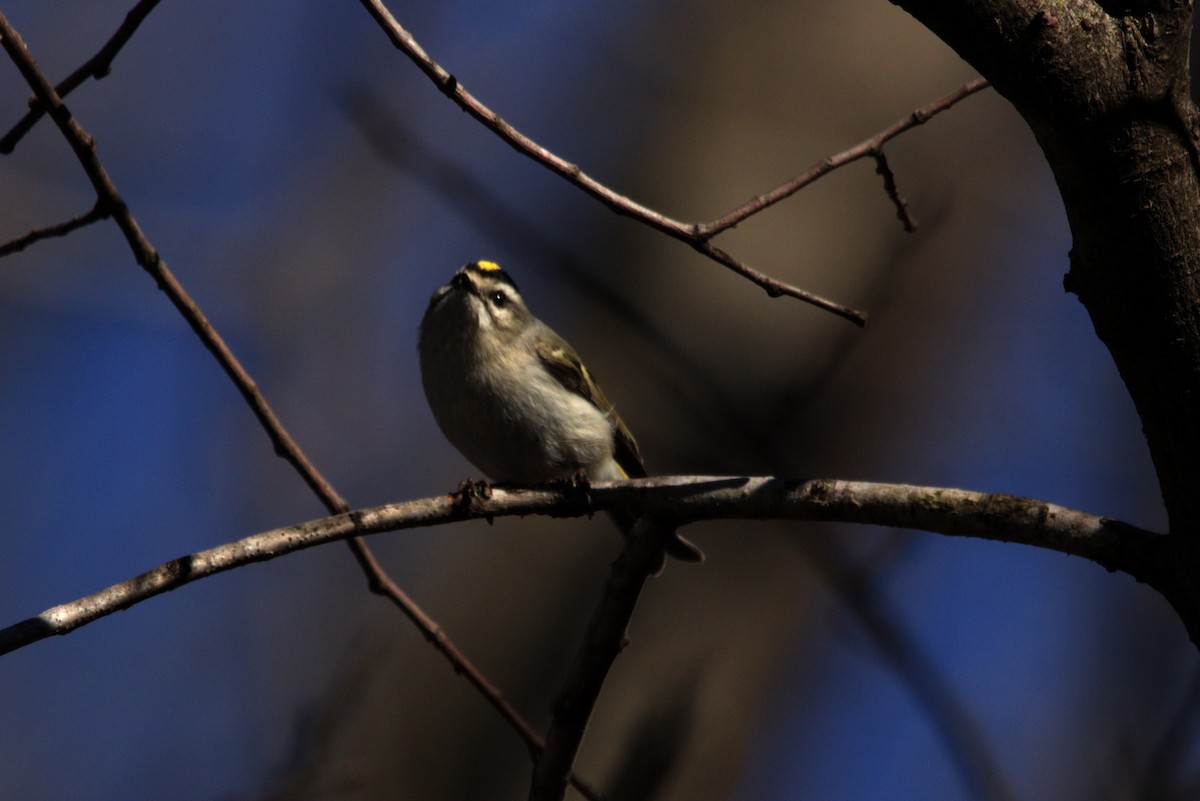 Golden-crowned Kinglet - ML614193576