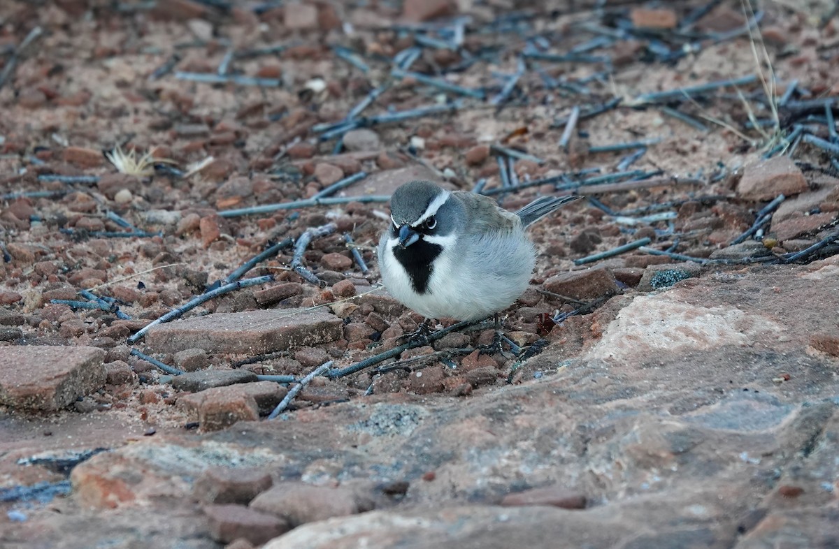 Black-throated Sparrow - ML614193577