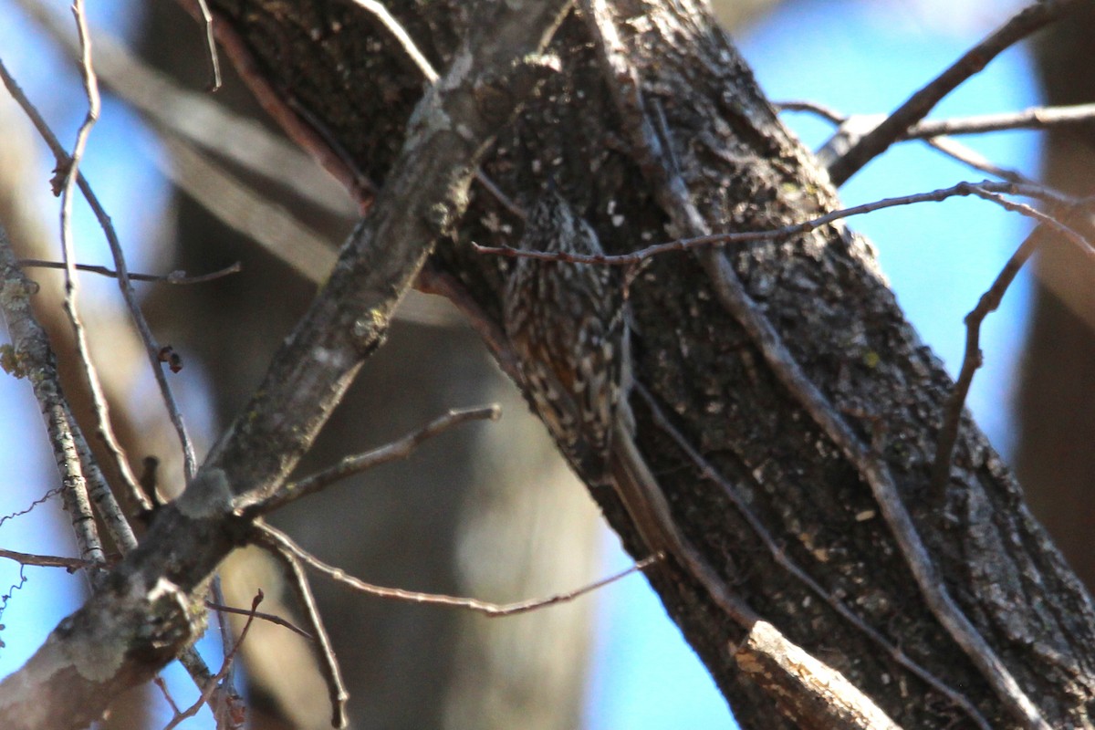 Brown Creeper - ML614193578