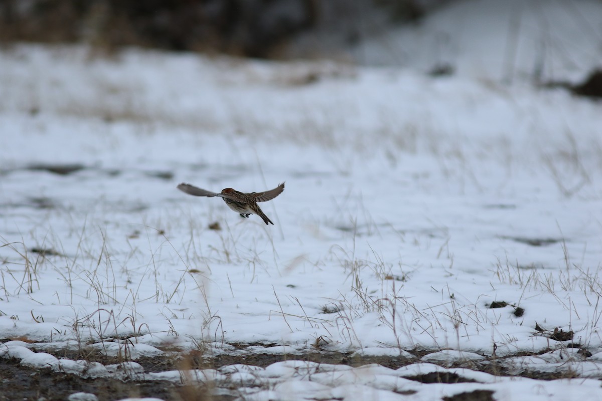 Lapland Longspur - Sean McLaughlin