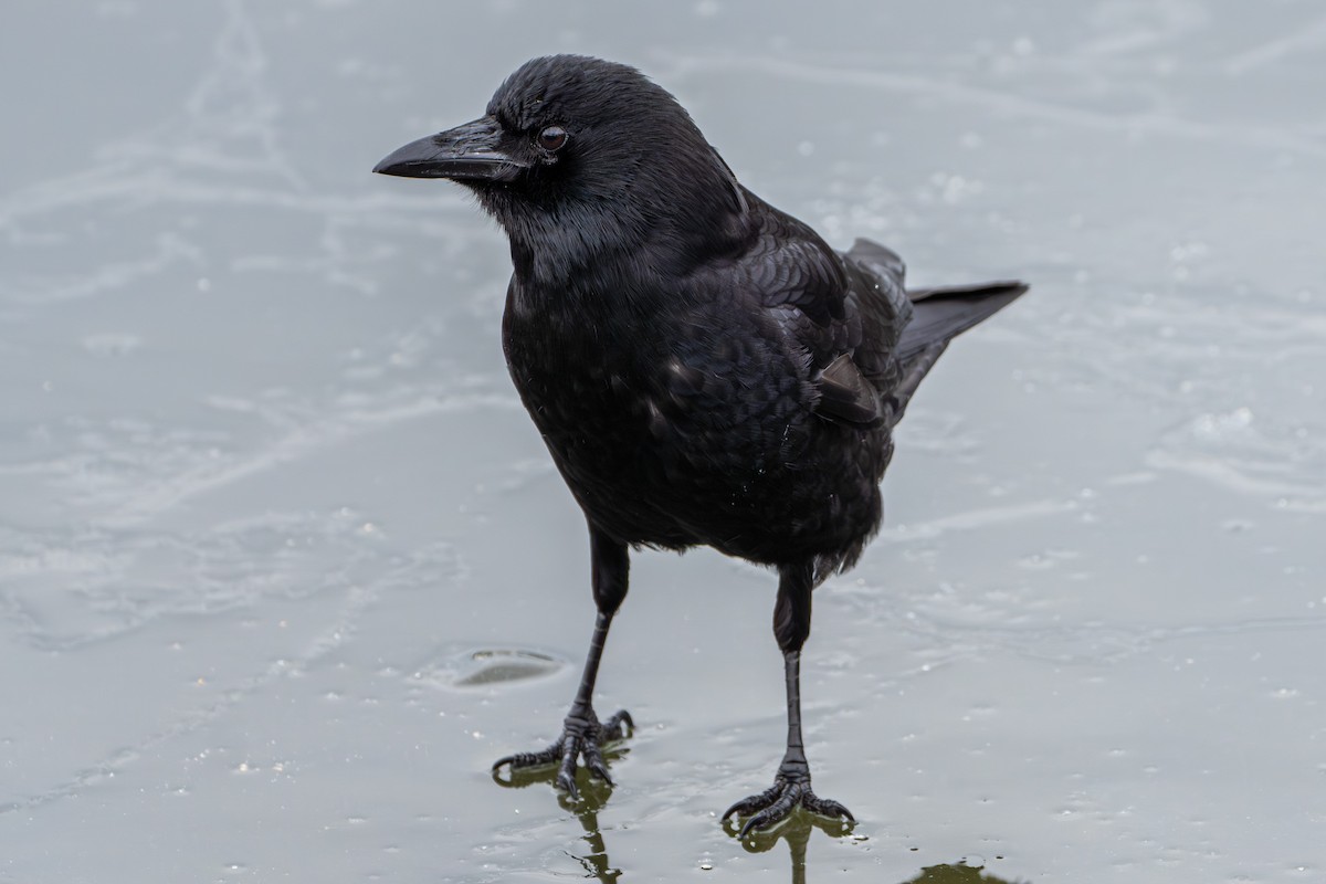 American Crow - Breck Haining