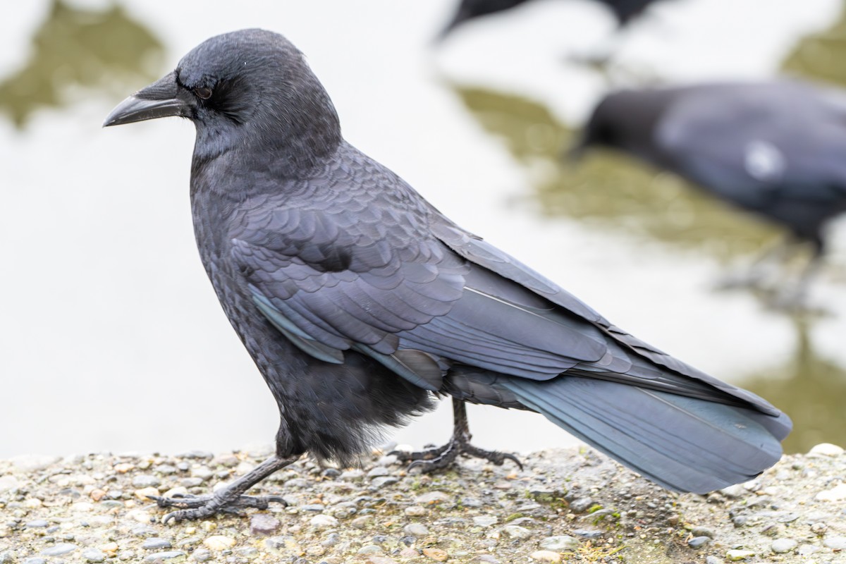 American Crow - ML614193670