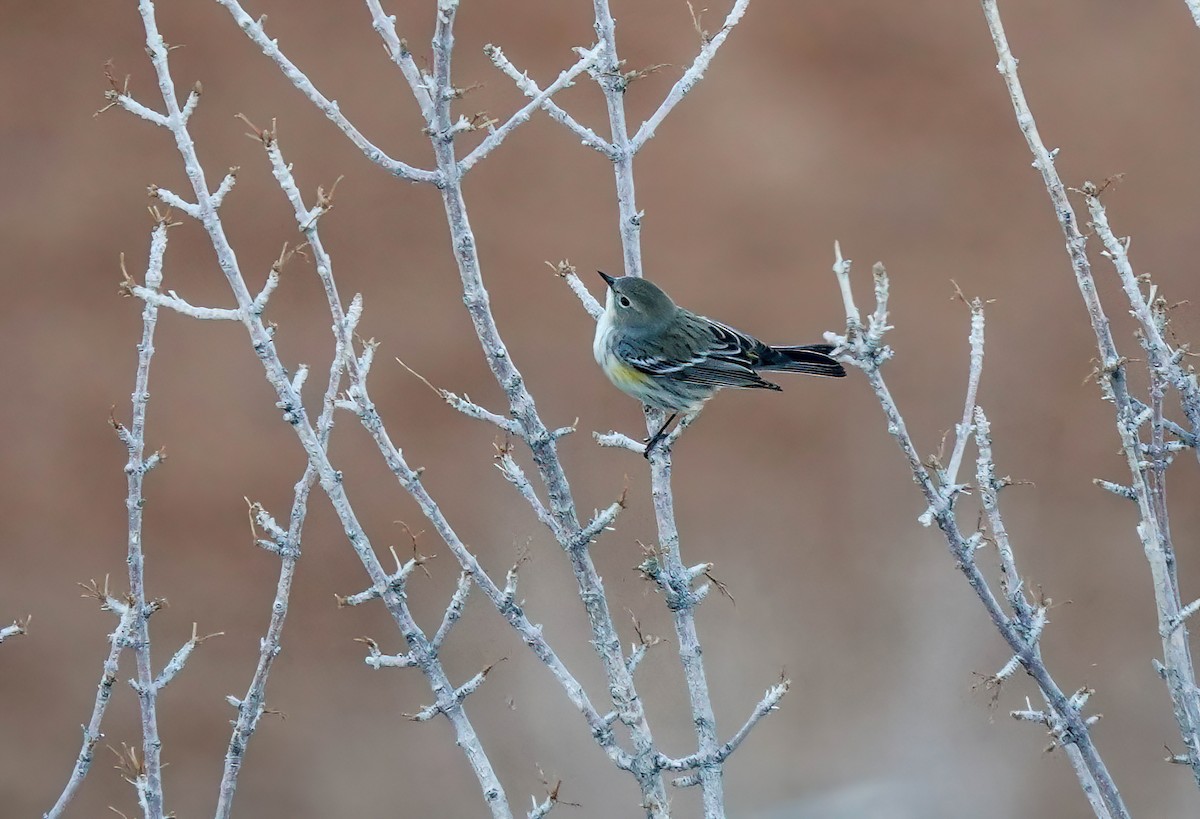 Yellow-rumped Warbler - ML614193681