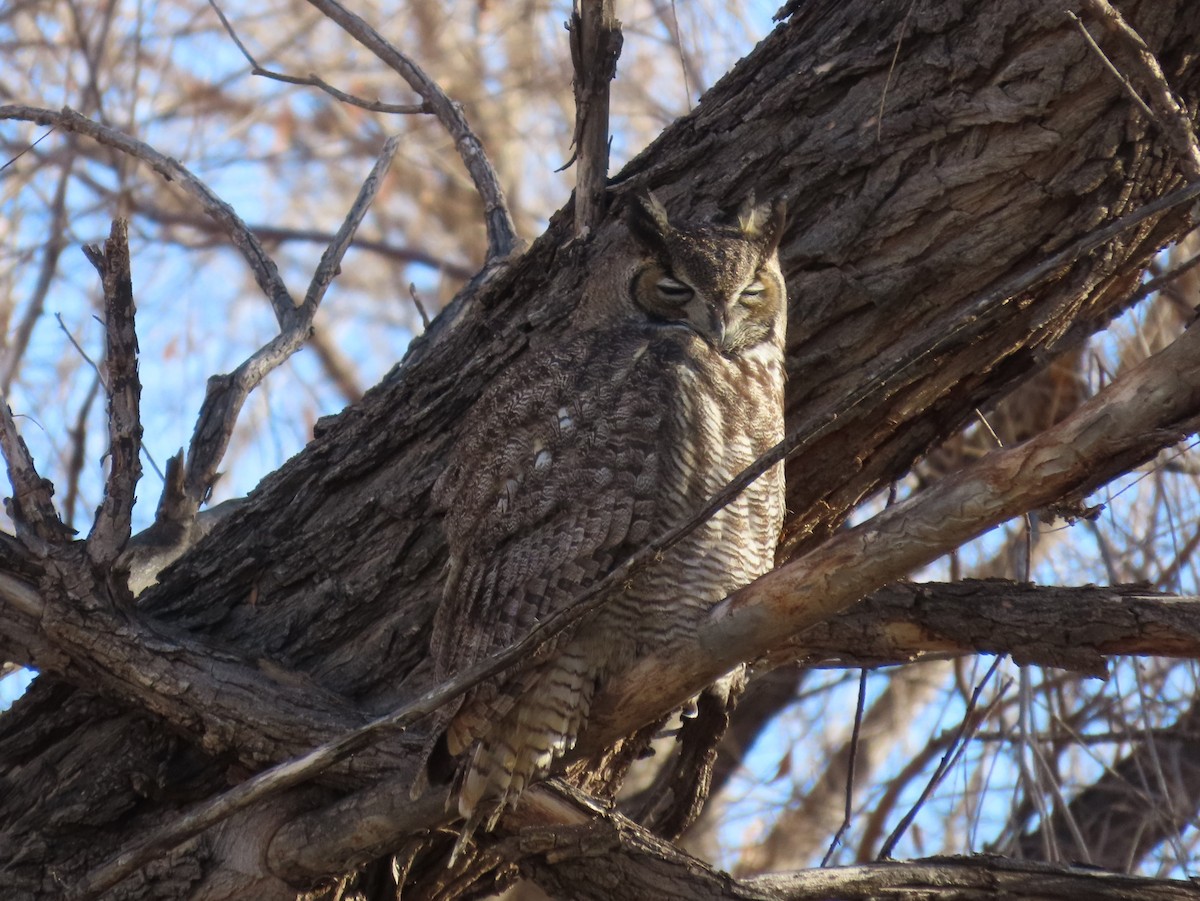 Great Horned Owl - ML614193716