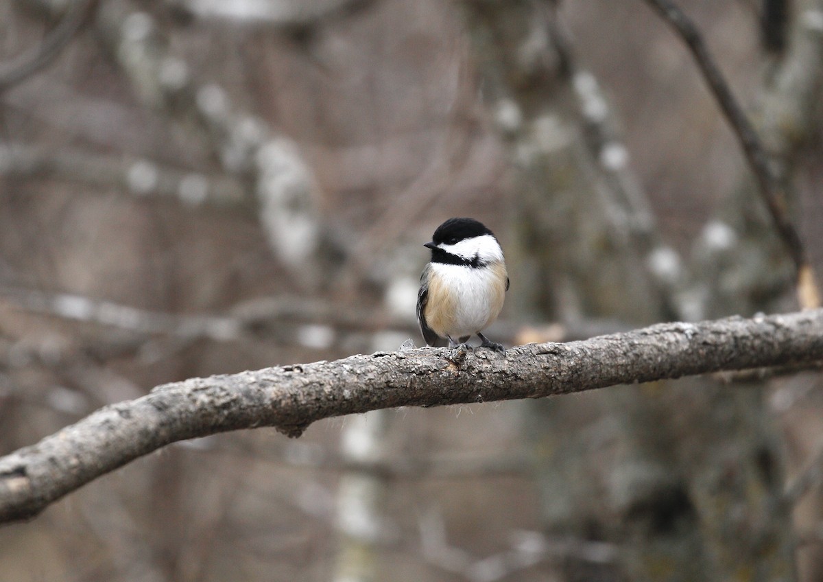 Black-capped Chickadee - ML614193734