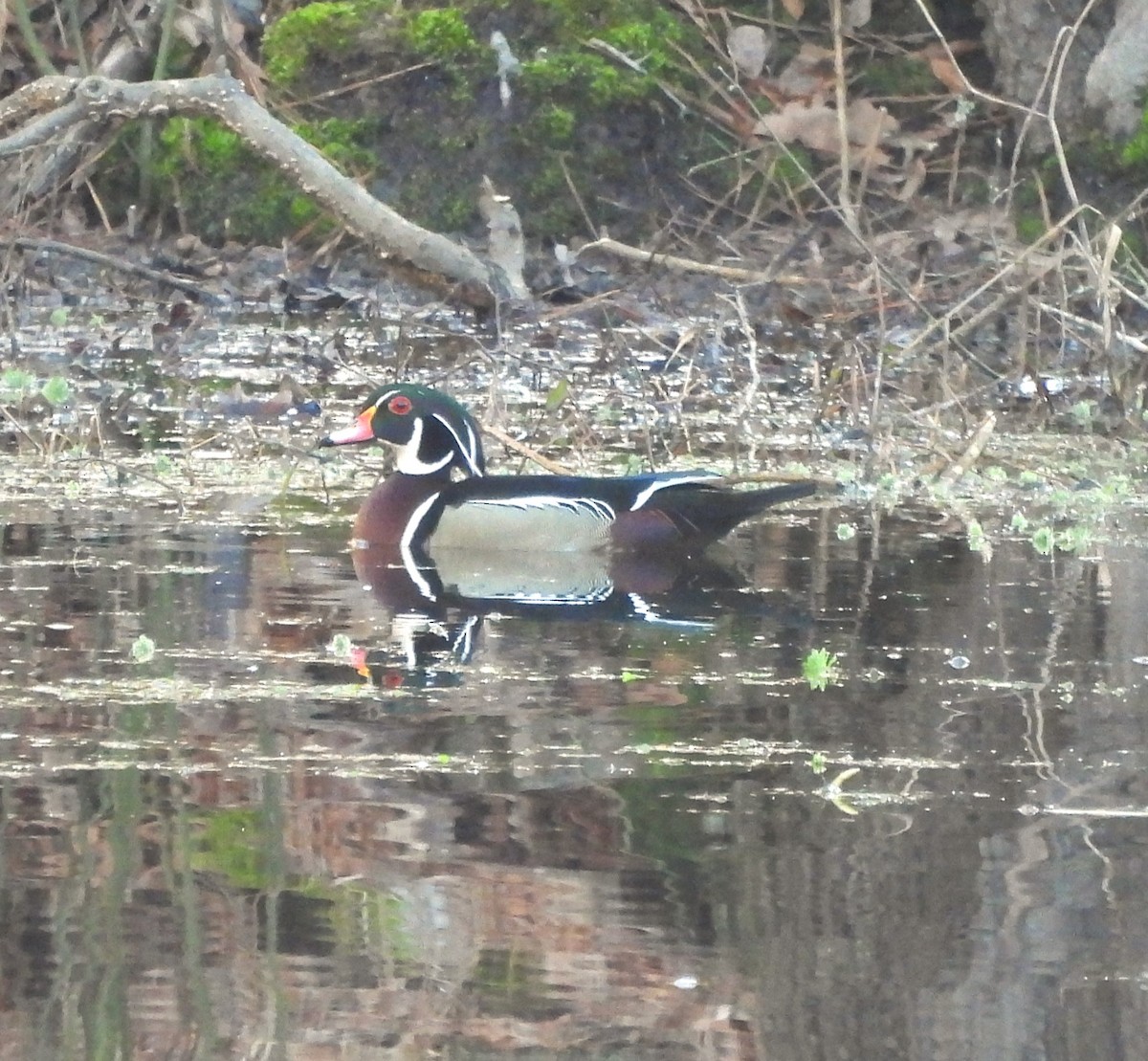 Wood Duck - ML614193755