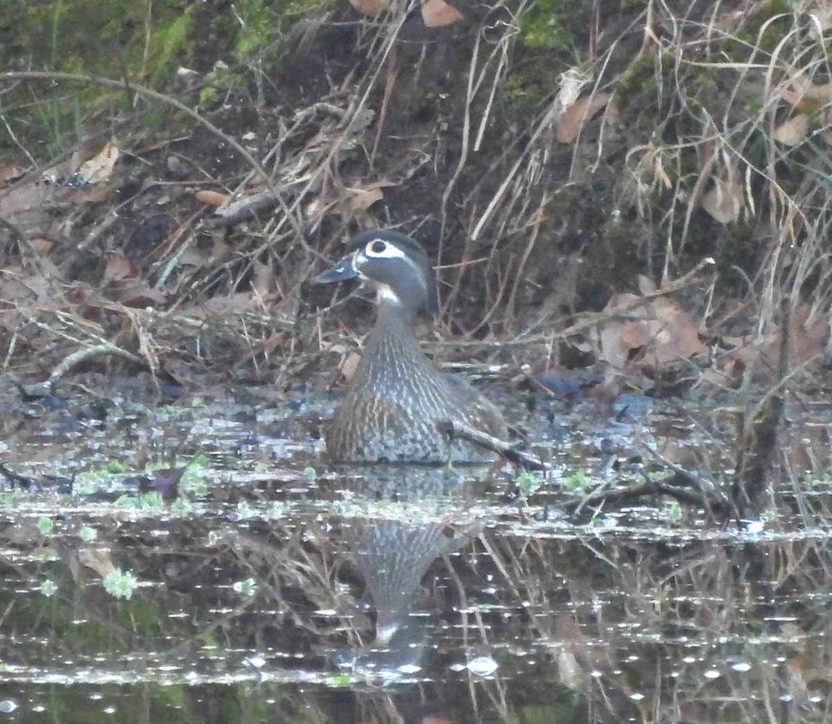 Wood Duck - ML614193764