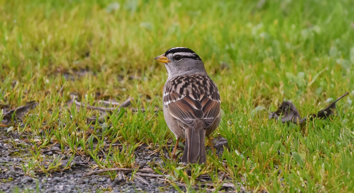 White-crowned Sparrow (pugetensis) - Christopher Lindsey