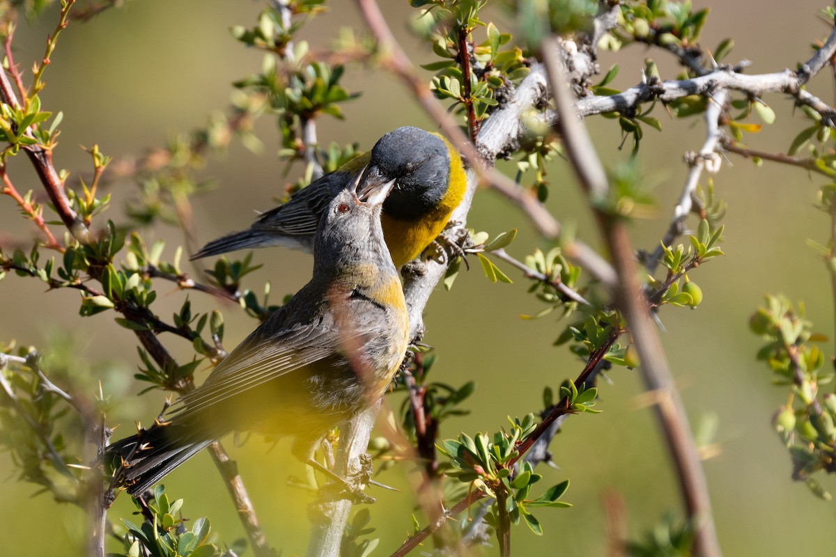 Gray-hooded Sierra Finch - ML614193793