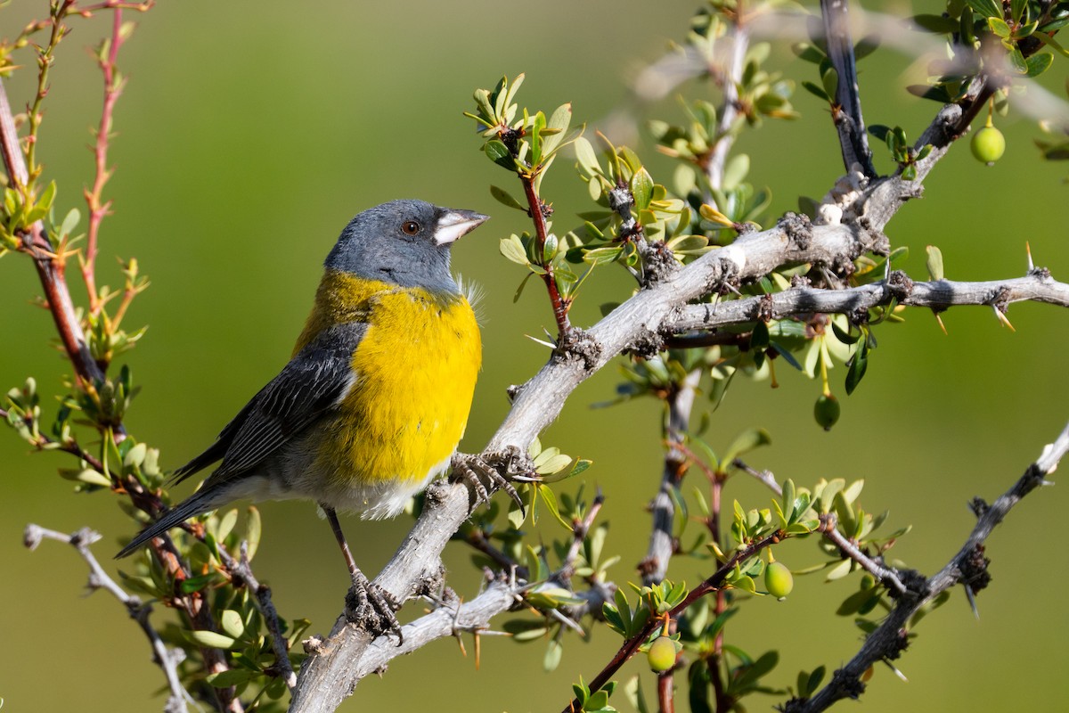 Gray-hooded Sierra Finch - ML614193794