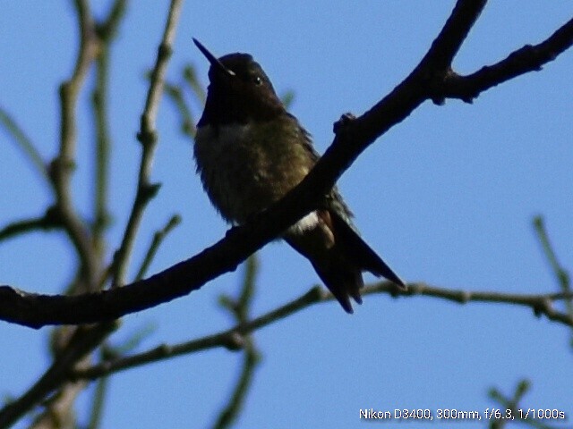 Ruby-throated Hummingbird - ML61419381