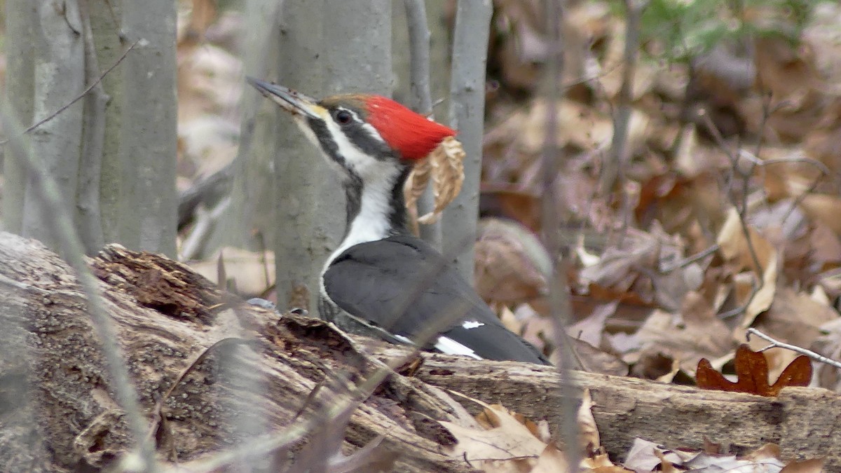 Pileated Woodpecker - ML614193842