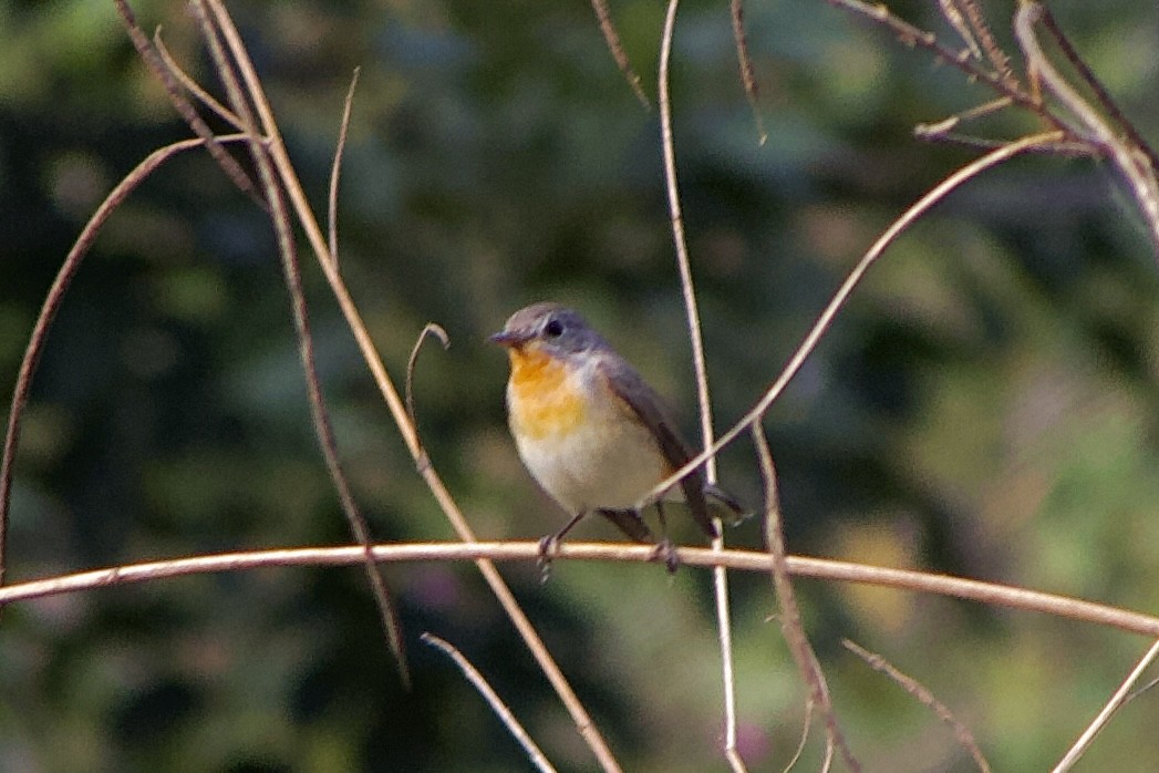 Red-breasted Flycatcher - ML614193871