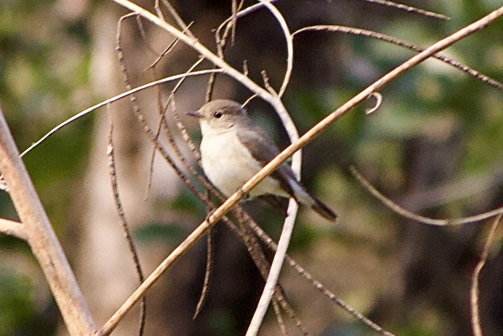 Red-breasted Flycatcher - ML614193873