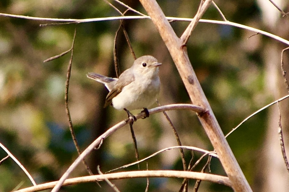 Red-breasted Flycatcher - ML614193874